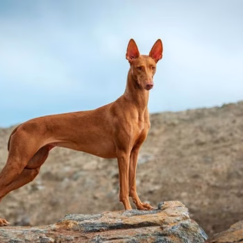 Pharaoh Hound Bath